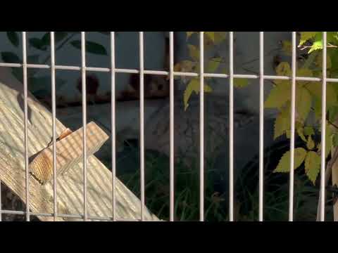 ハニーさま お部屋に戻られる　マヌルネコ　東山動植物園にて　2025年12月12日 サムネイル