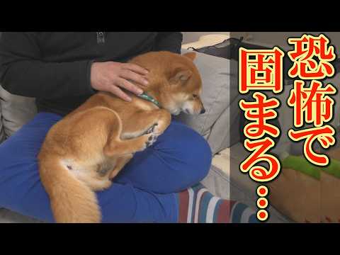 【心配】得意だった爪切りを急激に嫌がり、ぶるぶる震え、放心状態に陥る柴犬・・・ サムネイル