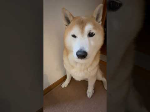 柴犬福 兄から逃げた柴犬🤣Brother and Shiba🤣shorts japanesedog 柴犬 funny… サムネイル