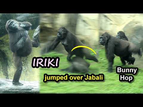 Energetic Iriki jumped over Jabali,chest beating,Bunny Hop金…