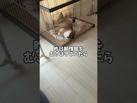 動かない柴犬が心配になって・・・