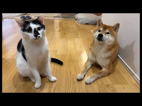 柴犬ハチ家の近況や相談事について【コメント大歓迎】 サムネイル