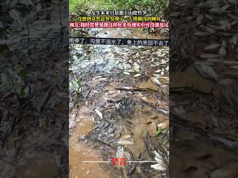 女生本來只是想上山挖竹筍 沒想到竟然意外發現了一大推擱淺的鯽魚 意外 萬萬沒想到 神奇 大自然 amazing nat… サムネイル