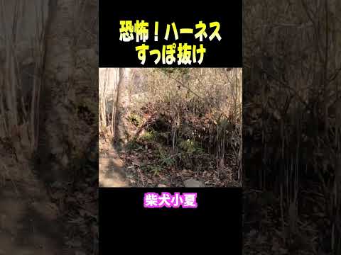 恐怖！ハーネスすっぽ抜け 自然 柴犬 shibainu サムネイル