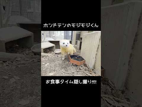 【東武動物公園（公式）】ホンドテンのモジモジくんを隠し撮り⁉︎ 東武動物公園 zoo 動物 動物園 ホンドテン モジモジ サムネイル