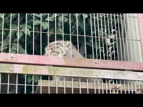 エルくん 上からアニャニャニャ〜☺️ マヌルネコ　東山動植物園にて　2025年12月15日 サムネイル