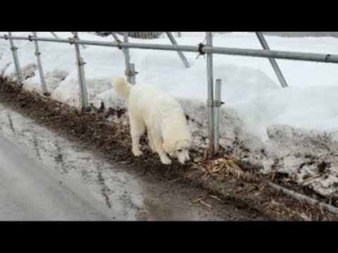 ミントの大冒険 がライブ配信中！ サムネイル
