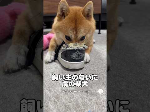スニーカーに鼻を突っ込む柴犬😂　　柴犬　犬　いぬ　面白い犬 犬のいる暮らし サムネイル