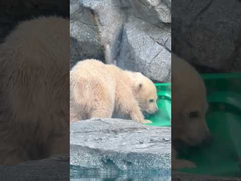 shorts 緑のコーンとモモ太くん　  ホッキョクグマの仔　秋田県男鹿水族館GAOにて2026年4月30日 サムネイル