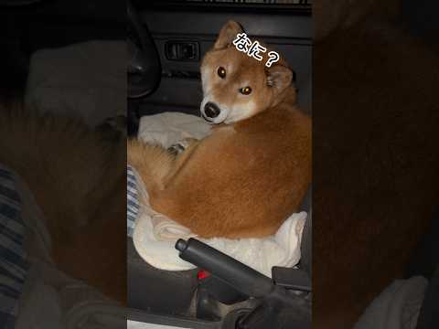 ’25.12.28 暗くなったら力丸は… 柴犬 shibainu 柴犬のいる暮らし 柴犬の日常 車中泊犬 カメラ目線… サムネイル