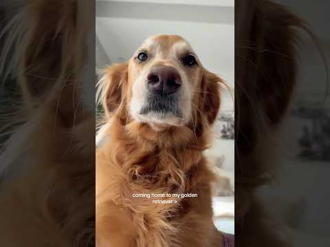 coming home to my golden retriever🥵 goldenretreiver dog ind… サムネイル