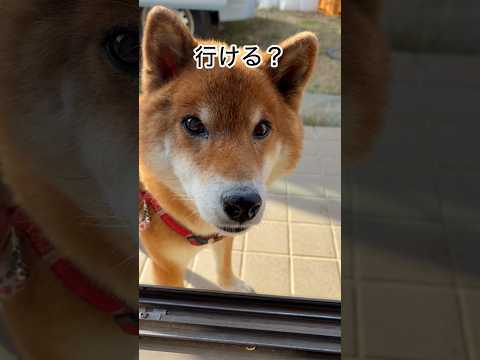 ’26.1.15 力丸のお散歩の〆が… 柴犬 shibainu 柴犬のいる暮らし 柴犬の日常 お散歩 カメラ目線 水を… サムネイル