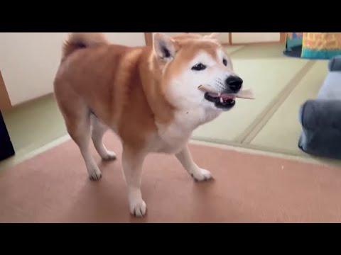 柴犬福 新年1発目の第一ガム自慢柴犬🤣Shiba-ASMR🤣 サムネイル