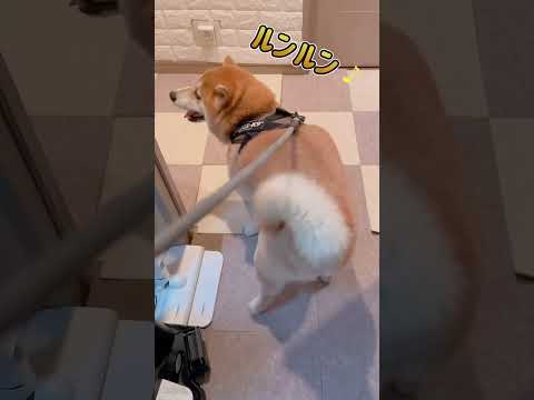 ルンルン中　顔も耳もご機嫌な栗太郎((🌰))♪ﾙﾝﾙﾝ shorts  柴犬 サムネイル