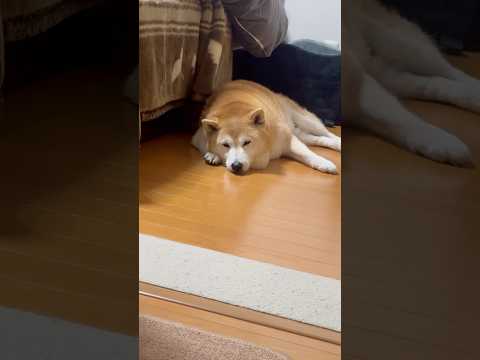 柴犬福 散歩後の柴犬🤣Shiba-Sleep🤩shorts 柴犬 shibainu japanesedog dogsh… サムネイル