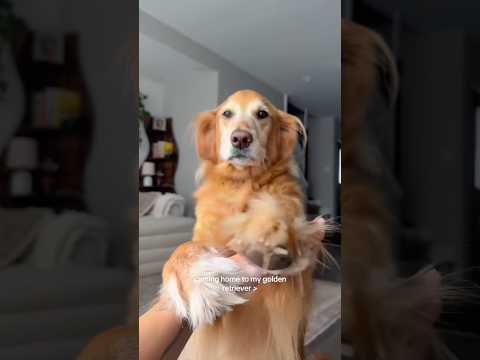 coming home to my golden retriever🥵 goldenretreiver dog ind… サムネイル