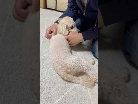 shorts 今晩のタローちゃん　トイプードル　2026年4月5日 サムネイル