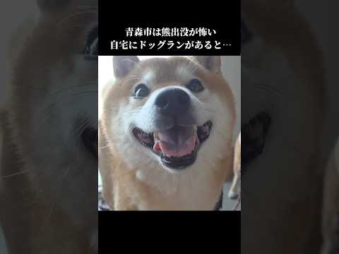 柴犬は怖い⁉️熊に遭遇したくないので… shibainu 青森市 犬のいる暮らし