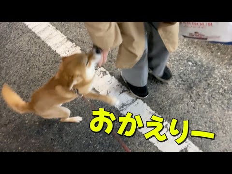 3日ぶりのご対面！散歩の最中にお母さんが帰ってきた　柴犬小夏 サムネイル