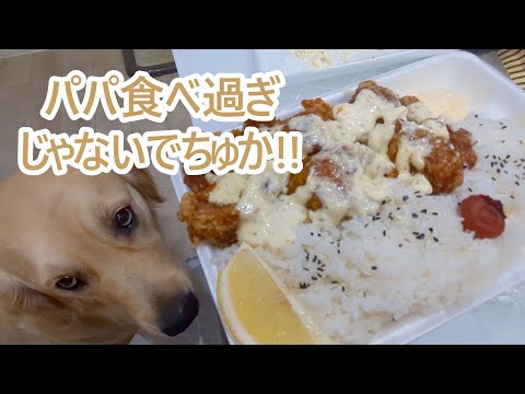 食べ過ぎな2日間。ゴールデンレトリバーティト サムネイル