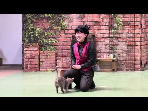 ラパちゃんの丸太○○🤭　なかなか見れない猫によるショー ザ・キャッツ　那須どうぶつ王国にて　2026年3月1日