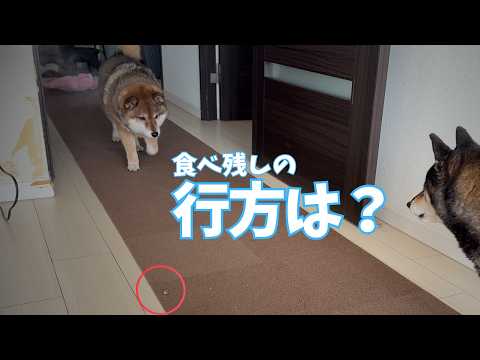 あずきの食べ残しを放置したら…？予想通りの展開にワロタ【柴犬】 サムネイル