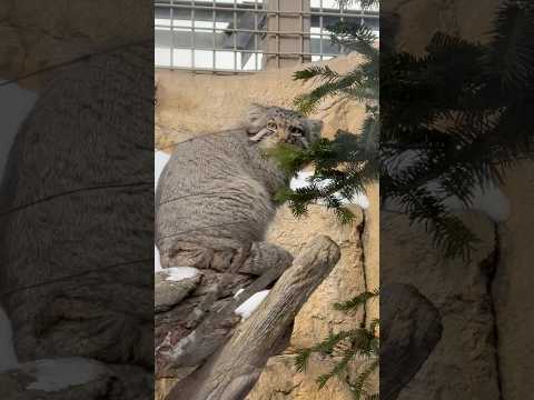 shorts ナゴムくん　マヌルネコ　那須どうぶつ王国にて　2026年2月1日 サムネイル