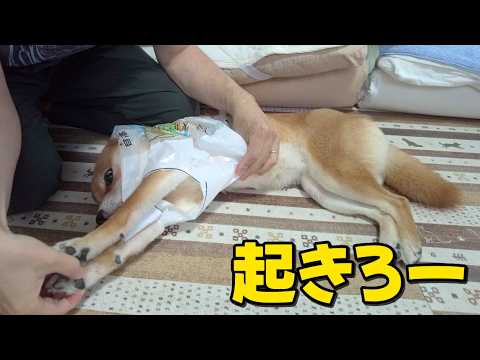【台風接近】ごろ寝のままでレインコートを着せられる　柴犬小夏 サムネイル
