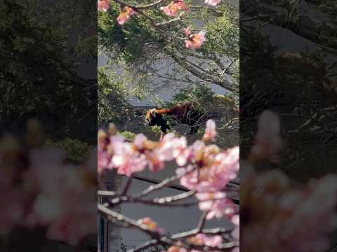 shorts (無理矢理😅)みいちゃんと河津桜🌸　レッサーパンダ　千葉市動物公園にて　2026年2月23日 サムネイル