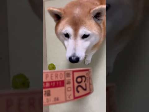 柴犬福 姉にオシャレでトリッキーな首輪をプレゼントされた柴犬🤣New dog collar🤩姉と柴 shorts fu… サムネイル