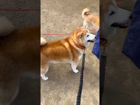柴犬福 柴集会でお菓子をもらう柴犬🤣Shiba-Friends🤣shorts 柴犬 japanesedog shiba…