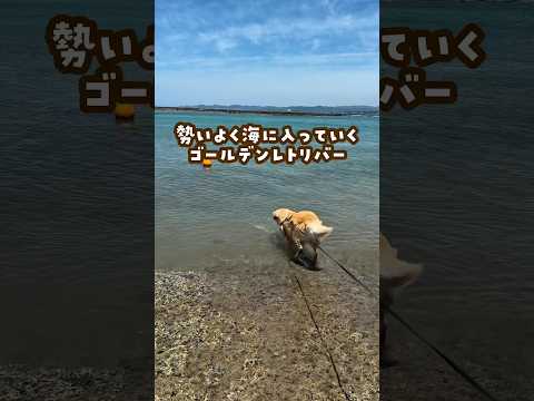 ゴールデンレトリバーとは？ガンドッグの面影ゼロ… ゴールデンレトリバー 大型犬のいる生活 goldenretreive… サムネイル