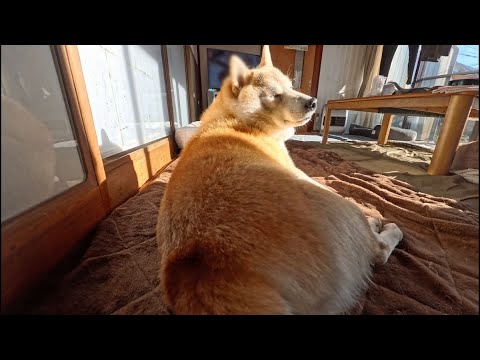 寝言言って「はっ！夢か！」と日向で目覚めるモモさん サムネイル