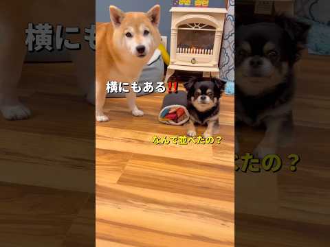 恵方巻きにそっくり🤣柴犬 チワワ shorts サムネイル