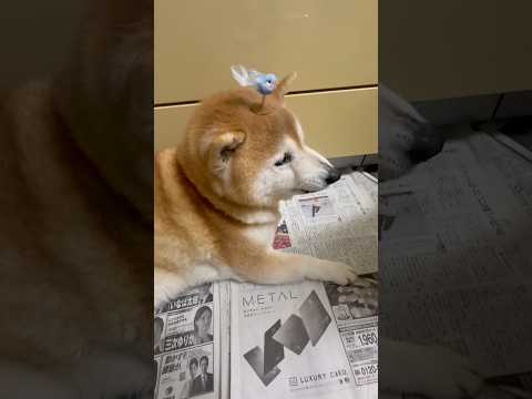 柴犬福 姉に唐揚げとか厚揚げとか言われブチ切れ柴犬🤣Sis and Shiba🤣姉と柴 shorts japanese… サムネイル