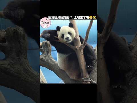 Funny pose of sleeping panda 🤣 taipeizoo 貓熊 熊貓 台北市立動物園 cute…