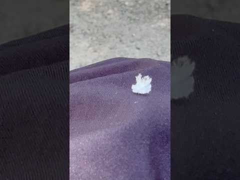 shorts 貴方は誰〜れ😲？　埼玉県こども動物自然公園にて　2026年5月30日 サムネイル