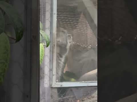 short ナルくん！　マヌルネコ　神戸どうぶつ王国にて　2025年12月28日 サムネイル