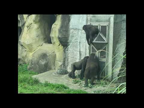 little gorilla brothers Jabali 5y6m old & Ringo 4y11m old.… サムネイル
