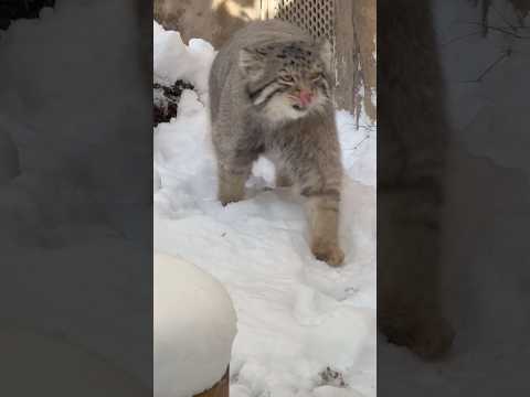 shorts 雪とナゴムくん　マヌルネコ　2026年1月12日 サムネイル