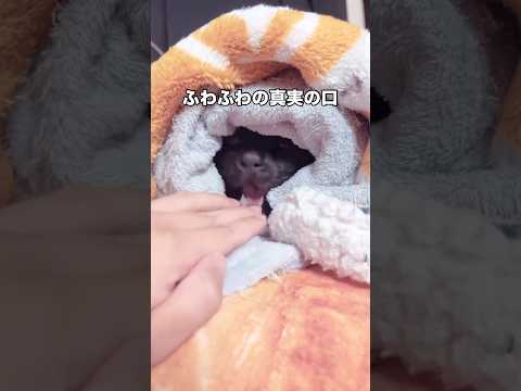 我が家のふわふわ毛布の中にのみ住むとされています 黒猫 家猫 真実の口 shorts サムネイル
