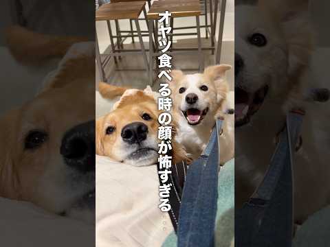 オヤツ食べる時だけ猛獣がする犬がこちらです...!!【ボーダーコリー・ゴールデンレトリバー】shorts サムネイル