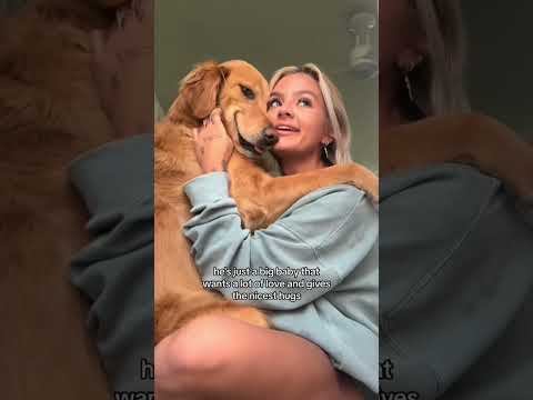 coming home to my golden retriever🥵 goldenretreiver dog ind… サムネイル