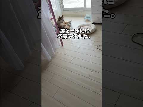盗撮に敏感な柴犬🐕 サムネイル
