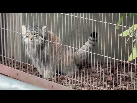 ちーした〜？　エルくんとミーニャちゃんの息子たち　マヌルネコ　東山動植物園にて　2026年3月13日 サムネイル