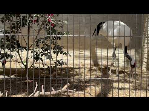 タンチョウさんゴハン貰いました☺️  東山動植物園にて　2026年3月14日