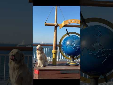 海ほたるデビュー！動画アップしました❤️#ゴールデンレトリバー サムネイル