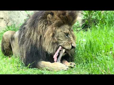 屠体給餌「ライオンのガブガブタイム」　その２　千葉市動物公園にて　2026年か4月18日 サムネイル