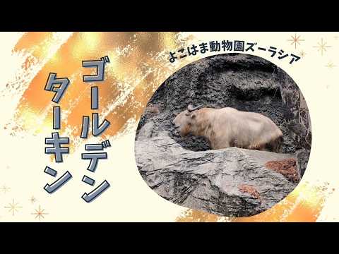 【よこはま動物園ズーラシア】ゴールデンターキン✨ サムネイル
