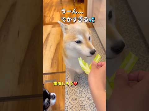 小さくして欲しい🐶‼️柴犬 チワワ shorts サムネイル